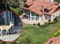 Antalya sokaklarında bir garip olay! İş insanının, villasında beslediği yavru ceylan kaçtı