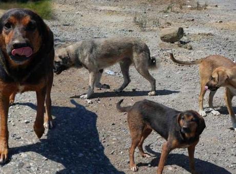Başıboş köpekler vatandaşları tedirgin ediyor! 'İnsanlar bıktı'