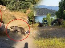 Bitlis'te dehşete düşüren görüntü! Kucağında bebekle ayı saldırısına uğradı