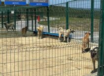 İstanbul Valiliği’nin talimatı sonrası sahipsiz hayvanlar toplanmaya başlandı