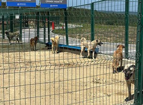 İstanbul Valiliği’nin talimatı sonrası sahipsiz hayvanlar toplanmaya başlandı