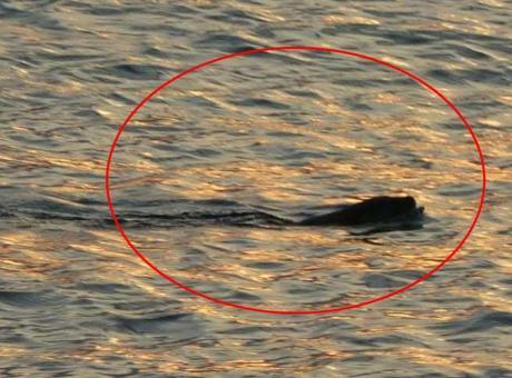 Karadeniz'de tedirgin eden görüntü! Uzmanı konuştu: Güçlü bir yırtıcı, insana da saldırabilir