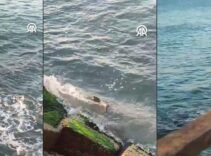Önce Silivri şimdi de Tekirdağ'da görüldü: Bu bir tesadüf değil