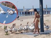 ‘Şartlı tahliye’ edilen kazlardan ilk görüntü! 1 ay hapis yattılar: Kendileri gelip, denize götürüyor