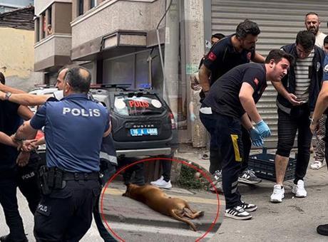 İhbara giden polislerden birini pitbull, diğerini ise sahibi ısırdı!