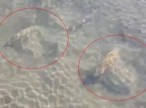 İznik Gölü’nün dibinde fark edildi! Uzmanlar bölgede