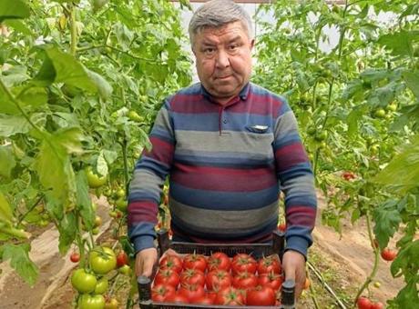 Büyük ilgi görüyor! Eynal domatesi: Simav'da yetişiyor 'coğrafi işaretli'