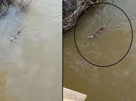 Dere kenarında vatandaşlar fark etti! Suda hareket etti, sonra gözden kayboldu