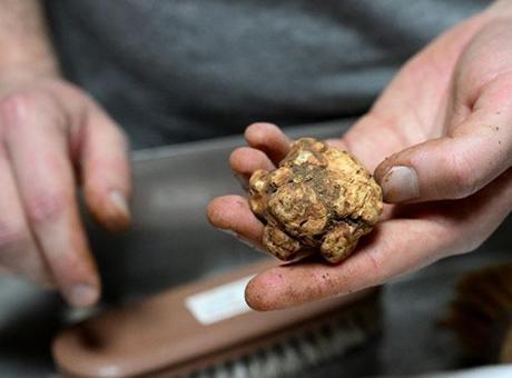 İtalya'dan geldi, 7 ilden topluyor: Kilosu 150 euro..