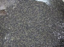 Kilosu 2 bin dolardan satılıyor! Karadeniz'e 8 bin adet dağıtılacak, çiple takip edilecek