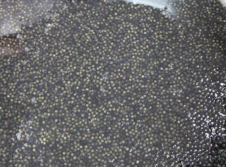 Kilosu 2 bin dolardan satılıyor! Karadeniz’e 8 bin adet dağıtılacak, çiple takip edilecek