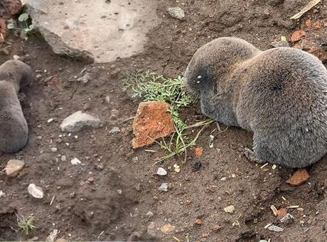 Yer: Diyarbakır! Ortaya çıkan canlı bilim insanlarını şaşırttı: Çok nadir yeryüzüne, çıkarlar