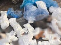 İzmir'deki 33 ölü kedi vahşetinde yeni gelişme! Veterinerle ilgili verilen karar başsavcılık itiraz etti