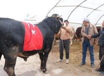 Kayseri'de 1 tonluk 'Paşa' dudak uçuklatan fiyata satıldı! 'Denizi olmayan memlekete gemi getirdim!'