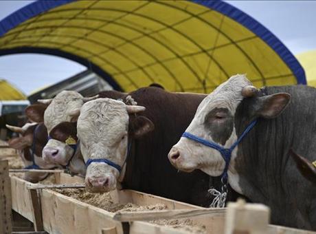 Kurban nasıl kesilir? Kurban keserken nelere dikkat etmek gerekir? İşte merak edilen soruların yanıtı...