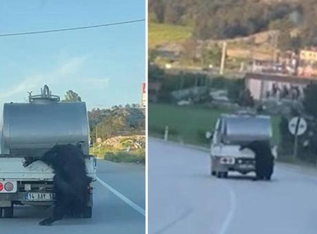 Kurbanlık hayvanı kamyonetin kasasından sarkıttı! Bolu Valiliği düğmeye bastı: Dudak uçuklatan ceza