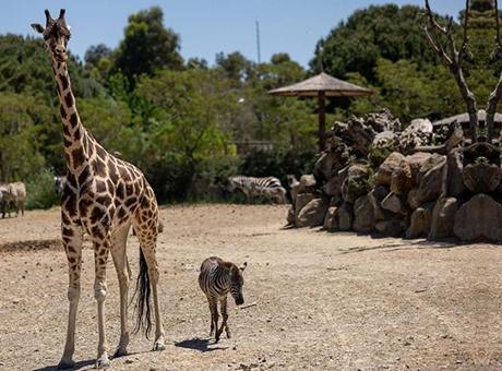 Yavru zebra 'Gözde’ye zürafalar sahip çıktı