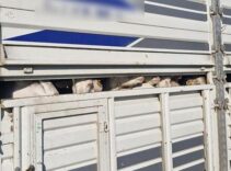 Yer: İstanbul! Kaçak kurbanlık denetiminde 626 bin lira para cezası