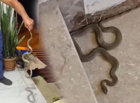 3 kentte yılan paniği! Kimi elleriyle kimi aparatla yakaladı: Evime gelme, kafanı ezerim