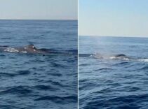 Alanya açıklarında balina görüntülendi! İşte yaşananlar...