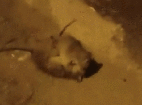 Batman'da Splinter ustalar kapıştı! Görenler gerçek olduğuna inanamadı