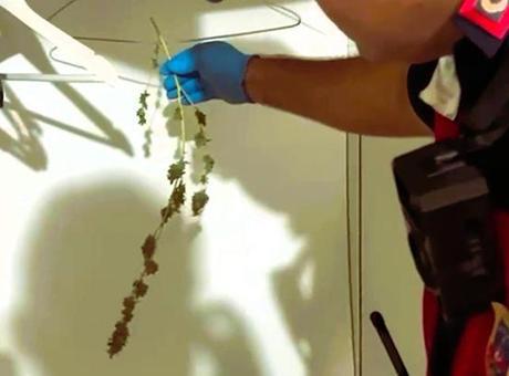 Denizli Barosu'na operasyon: Avukatlar cübbeyi çıkartıp, yerine uyuşturucu asmış