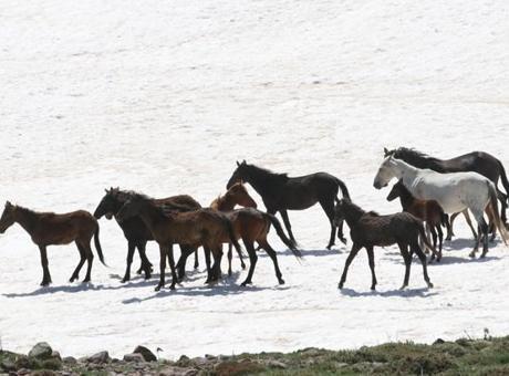 Erciyes'te kartpostallık manzara! Yılkı atları taylarıyla zirvelere döndü