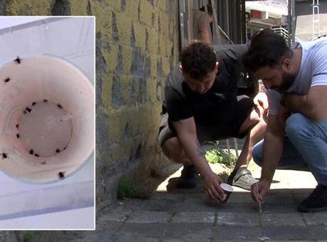 İstanbul'da kene alarmı! 'İlk defa böyle bir istila gördüm'