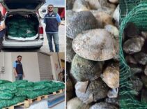 Kapıkule Sınır Kapısı'nda kaçak akivades operasyonu! Kesilen ceza dudak uçuklattı