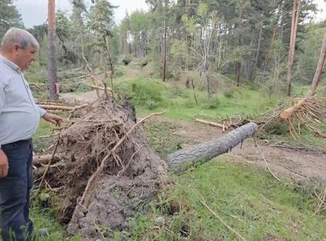 Kütahya’da doğa felaketi! Asırlık çamlar tek tek devrildi