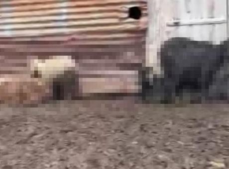 Onlarca hayvan telef olmuştu! Adana'daki gizemli ölümlerin nedeni belli oldu!