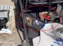 Şanlıurfa'da ağaçtan bebek arabasına düşen yılan panik yarattı