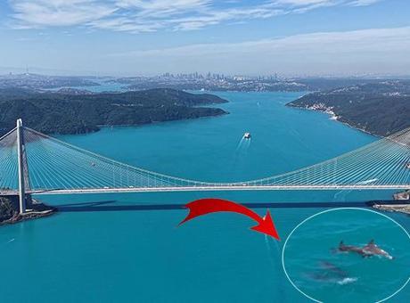 Turkuaz renge bürünen İstanbul Boğazı’nda sürpriz görüntü! Bir anda ortaya çıktılar