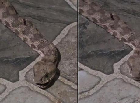 Yer: Şırnak! Çay keyfi kabusa döndü: Dev yılan paniği