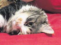Boşanmada 3 kedi için karar! Masrafını ödeyecek ama göremeyecek