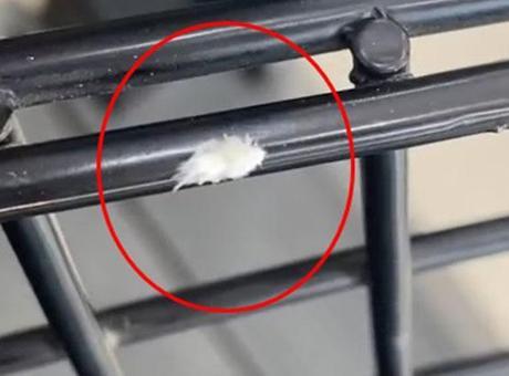 ‘Dikenli dantel böceği’ kamerada! Bursa'da görüntülendi