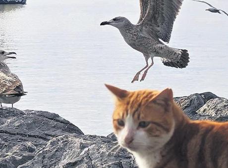 İstanbul’un martıları miyavlıyor! Kedi mamasıyla daha güçlüler