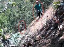 Kenevirlerin bakımını yaparken fotokapana yakalandılar! CHP ilçe başkanı ve oğlu gözaltına alındı