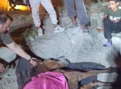 Minibüsün çarptığı başıboş at 'Haybulans' ile tedaviye alındı