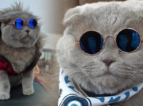 'Ölecek' denilen kedi denizde yüzüyor, Uludağ'da kayıyor: Masrafları karşılayabilmek için atımı sattım