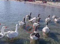 Şartlı tahliye edilmişlerdi! Erdek'in ünlü kazları bu kez yürekleri ısıttı