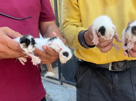 Temizlik görevlileri sesleri duydu! Çöpteki ağzı bağlı poşetten 5 yavru kedi çıktı